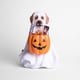 thumbnail image 3 of Perro Fantasma con Calabaza para Dulces 30 cm Halloween - Frank & Mortis, 3 of 3