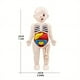 thumbnail image 2 of 14PCS Creative Kid 3D Puzzle Human Body Anatomy Model Educational Learning Organ Assembled Toy, Body Organ Teaching Tool For Children DIY Assembled Medical Early Education Toys, 2 of 4
