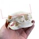 thumbnail image 3 of Cráneo de Nutria Wugakio de 11 cm – Especimen de Hueso Real, 3 of 8