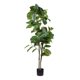 thumbnail image 1 of Planta Artificial Ficus Umbellata 165 Cm, 1 of 2