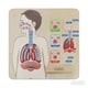 thumbnail image 2 of TABLERO DE PARED SISTEMA RESPIRATORIO, 2 of 3
