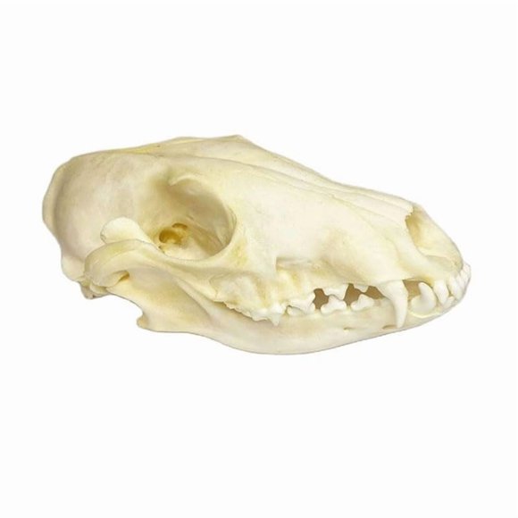 Cráneo de zorro Wugakio de 13 cm, espécimen de hueso real – regalo