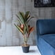 thumbnail image 1 of Dracena hoja multicolor de 75 cm, 1 of 2