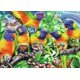 thumbnail image 2 of Rompecabezas Ravensburger 1000 piezas Lorikeet 16815, 2 of 2