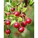 thumbnail image 2 of MERMELADA DE MURTA, 2 of 2