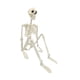 thumbnail image 2 of Esqueleto Articulado De Halloween, Esqueleto Humano Realista, Accesorio Para Halloween, 2 of 5