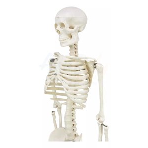 D&M - Esqueleto 85 Cm - Modelo Anatómico