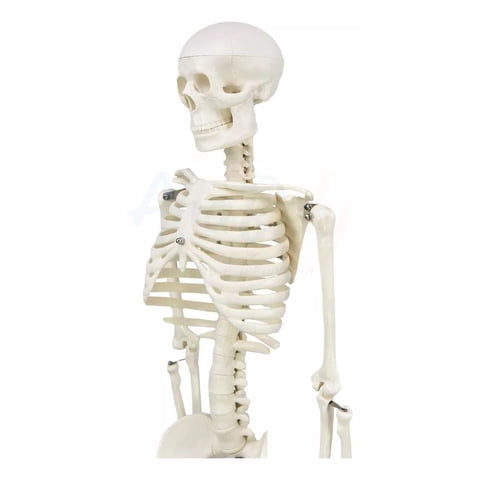 D&M - Esqueleto 85 Cm - Modelo Anatómico