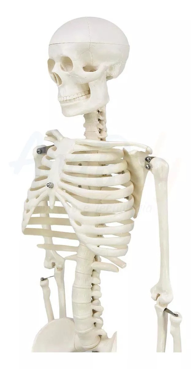 D&M - Esqueleto 85 Cm - Modelo Anatómico
