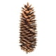 thumbnail image 1 of Sugar Pinecone Bunch Vickerman de 9,5 a 10 cm de altura, 7 unidades, color natural, 1 of 3