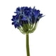 thumbnail image 2 of Agapanto Azul Realista 89cm, 2 of 3