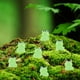 thumbnail image 4 of 50 mini ranas luminosas de resina, lindas ranas que brillan en la oscuridad, adornos en miniatura para decoración de jardín, casa de muñecas y manualidades (verde), 4 of 7