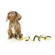 thumbnail image 2 of Correa Fuzzyard para perros MONKEY MANIA 1,4 mt, 2 of 2