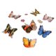 thumbnail image 3 of Set de regalo para jardín de mariposas Insect Lore 8 Habitat con orugas, 3 of 9