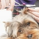 thumbnail image 2 of Set De Tijeras Profesionales De Aseo Para Mascotas, 2 of 3
