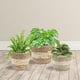 thumbnail image 4 of Juego de 3 cestas para plantas, cesta para flores, tejida, cesta de algas marinas antiguas, macetas tejidas a mano, maceta, cesta para plantas, 4 of 7