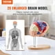 thumbnail image 2 of Modelo de cerebro humano VEVOR Anatomy en 4 partes con etiquetas y base, 2 of 2