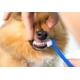 thumbnail image 2 of Pasta De Diente Para Mascotas Perro Crema Dental Sabor Carne Carne, 2 of 5