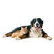 thumbnail image 4 of Antiparasitario Perros 25,1 a 50 Kg x 3 Comprimidos Masticables, 4 of 7