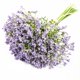 thumbnail image 1 of Xiao Hua Planta artificial, 16 Tallos/paquete, Flores Artificiales de Cielo Estrellado, Usada para Decoración, Ramo de Cielo Estrellado Simulado, Usada para Arreglo Floral, Morado Claro, 1 Paquete, 1 of 3