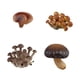 thumbnail image 2 of Juguete de simulación del ciclo de crecimiento de los hongos Etapas del desarrollo de los hongos Material didáctico Modelo cognitivo del ciclo de vida Hongos marrones, 2 of 5