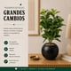 thumbnail image 4 of Planta Artificial Ficus Decorativa Maceta Decoracion Hogar negro, 4 of 9