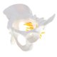 thumbnail image 4 of Ense?anza De La Anatomía Del Modelo Anatómico Del Esqueleto Pélvico Femenino De Tama?o Peque?o, 4 of 5