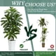 thumbnail image 4 of Árbol de dracaena artificial TNGGNT, yuca tropical de seda sintética de 5 pies, 4 of 6