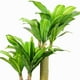 thumbnail image 2 of Palo de Agua 123 Cm, 2 of 4
