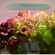 thumbnail image 2 of Sistema de cultivo hidropónico automático para interiores, pequeño para el hogar, 2 of 6