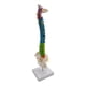 thumbnail image 4 of Modelo De Columna Vertebral De Esqueleto Humano Con Soporte Para Demostración, 4 of 5