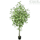 thumbnail image 2 of Planta Decorativa Árbol de Ginko 240 cm, 2 of 2