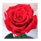 thumbnail image 5 of Rosa Eterna Rosas Eternas Rosa Preservada Led San Valentin Rojo Rosa Roja De Madera- Led, 5 of 9