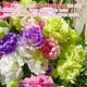 thumbnail image 3 of Semillas Lisianthus EquSym 2000 Pack Colores Mixtos Perennes, 3 of 3
