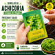 thumbnail image 3 of Semillas de Achicoria Crespa de Ruffec Brisol, 3 of 5