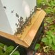 thumbnail image 2 of Tabla Inferior con Malla Harvest Lane Honey WWSB-102, 2 of 2