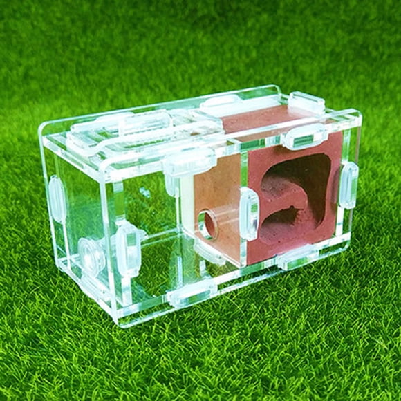 Nido de hormigas Coinbuylot 9x5x5 cm Rojo - Granja de insectos (vivario)