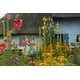 thumbnail image 3 of Flores Secas De Gordolobo 15 G Té Relajante, 3 of 7