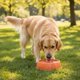 thumbnail image 2 of Comedero Para Perro Cuenco Mascotas 15cm naranja, 2 of 4