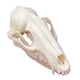 thumbnail image 1 of Calavera de mapache con forma de calavera de animal real de taxidermia para regalo educativo, 1 of 7