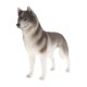 thumbnail image 4 of Simulación Animal Salvaje Modelo Figura Juguetes Estatuilla Decoración Para El Hogar Husky Grey, 4 of 5