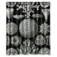thumbnail image 1 of Cortina de ducha con diseño de concha marina y ganchos, tamaño 60 x 72 pulgadas, 1 of 3