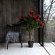 thumbnail image 1 of Arbol de Rododendro rojo de 120 cm, 1 of 2
