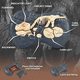 thumbnail image 2 of Dinosaurio espinosaurio rc luces y sonidos, 2 of 3