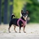 thumbnail image 3 of Arnés Perro Air Vest Matrix 2.0 Rose, 3 of 3