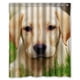 thumbnail image 1 of Cortina de ducha con diseño de cachorro de Labrador Retriever dorado, juego de cortina de baño con ganchos, tamaño 60 x 72 pulgadas, 1 of 3