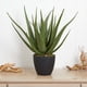 thumbnail image 4 of Planta artificial de aloe casi natural para uso en interiores, 4 of 5