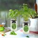 thumbnail image 4 of Kit de cultivo hidropónico de hierbas Environet – Pack de 2 frascos con albahaca y cilantro, 4 of 6