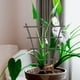 thumbnail image 5 of Soporte para Plantas Trepadoras de 3 Unidades, para Enredaderas, 5 of 6
