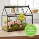 thumbnail image 3 of Terrario de vidrio tipo invernadero D'Eco 25x11x23 cm decorativo, 3 of 9